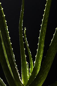 Abundance ; Aloe Vera ; Beauty ; Black background 