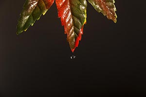 Black Background ; Close-Up ; Color Image ; Dew ; 