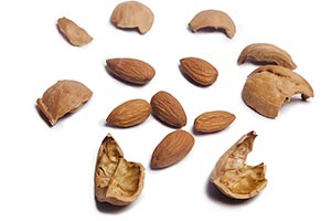 Abundance ; Almond ; Badam ; Bizarre ; Breaking ; 