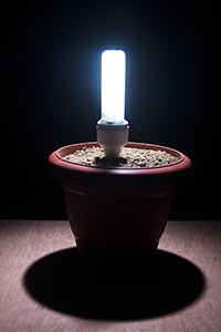 Bizarre ; Black background ; Bulb ; Caring ; CFL ;