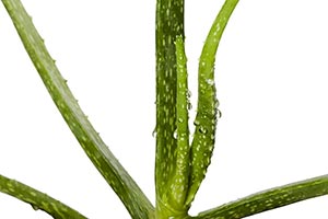 Aloe Vera ; Background ; Beauty ; Close-Up ; Color