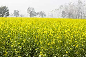 Absence ; Agriculture ; Beauty In Nature ; Color I